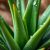 Aloes – nawilża czy wysusza? Obalamy mity i zdradzamy prawdę